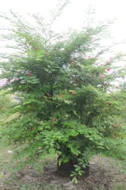 Calliandra tergemina flower plant on nursery for sell are cash crops. Attracts pollinators like bees and butterflies, boosting garden health. Enhances soil quality through natural nitrogen fixation clipart