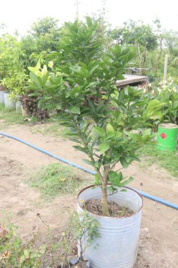 Kreşteki Citrus makroptera bitkisi satılık nakit mahsuller. Antioksidan, polifenol, flavonoid, tanin, protein içerir.