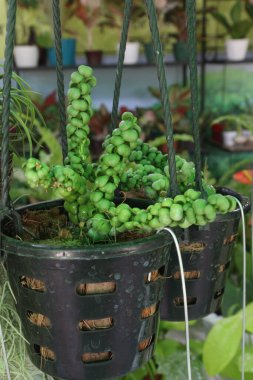 Dischidia Nummularia Baloncuk yaprağı bitkisi fidanlıkta asılı vaziyette satılmak üzere nakit mahsuller. Bel soğukluğunu, aftalin tropikesini tedavi et. Bu lateks dikenli yayın balıklarının acılarına iyi gelir.