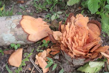 Tarlada kesilen ağaç gövdesi nakit mahsulüdür.