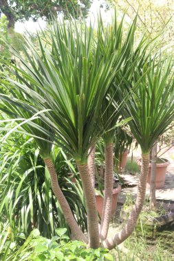 Bebek odasındaki Dracaena Dracaco yapraklı süs bitkisi satılık nakit mahsuller. İstilacı değil. Yavaş büyür, kolayca yetiştirilir. Havayı temizleyen özellikleri, havadaki toksinleri temizler.
