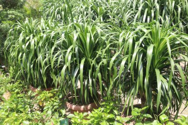Bebek odasındaki Dracaena Dracaco yapraklı süs bitkisi satılık nakit mahsuller. İstilacı değil. Yavaş büyür, kolayca yetiştirilir. Havayı temizleyen özellikleri, havadaki toksinleri temizler.