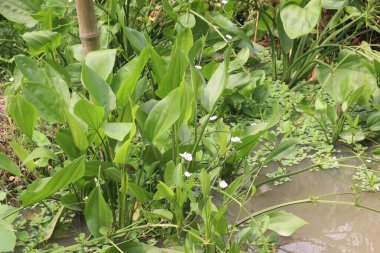 Çiftlikteki Echinodorus cordifolius çiçeği bitkisi nakit mahsuldür. Doğal hava temizleyicisidir, benzen ve formaldehit gibi toksinleri absorbe eder ve karşılığında temiz oksijen salgılar.