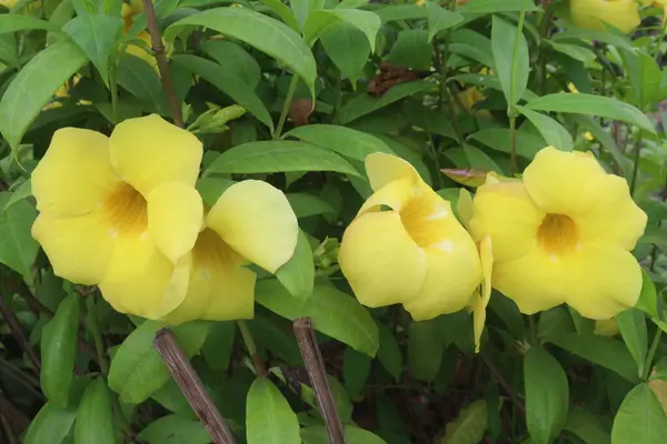 stock image allamanda schottii flower on tree in farm for sell are cash crops and it can treating malaria, jaundice, cough, wounds and constipation and leukemia