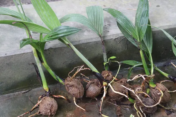 stock image Areca nut plant seedlings on farm for sell are cash crops. kill worms, remove phlegm, subdue bad odors, beautify the mouth, induce purification, and kindle passion