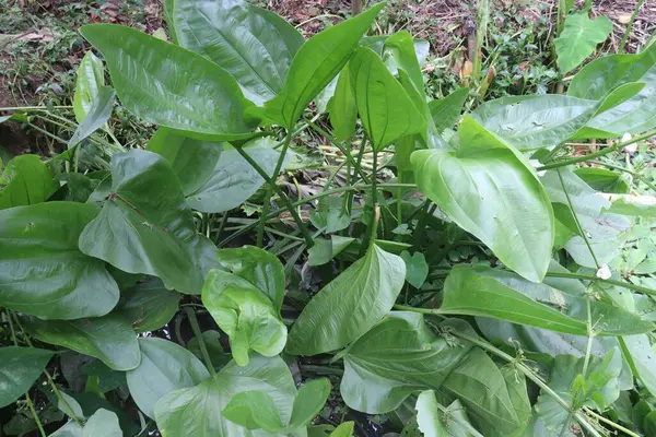 stock image Echinodorus cordifolius flower plant on farm for sell are cash crops. it's a natural air purifier, absorbing toxins such as benzene and formaldehyde, and releasing clean oxygen in return