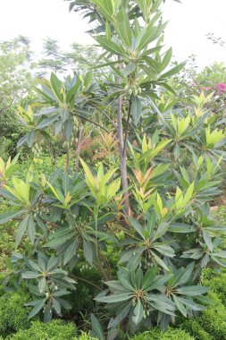 Elaeocarpus hainanensis çiçek bitkisi satışta. Nakit ürünler. Bahçelerde, parklarda, rüzgarda, erozyon kontrolünde mobilya, inşaat, yakıt olarak kullanılan popüler bir süs bitkisidir.