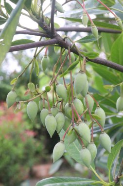 Elaeocarpus hainanensis çiçek bitkisi satışta. Nakit ürünler. Bahçelerde, parklarda, rüzgarda, erozyon kontrolünde mobilya, inşaat, yakıt olarak kullanılan popüler bir süs bitkisidir.