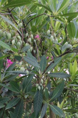 Elaeocarpus hainanensis flower plant on nursery for sell are cash crops. is a popular ornamental plant, used in gardens, parks, as a windbreak, in erosion control, as a furniture, construction, fuel clipart