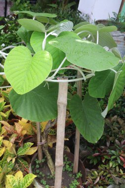 elephant creeper flower plant on nursery for sell are cash crops. have aphrodisiac properties, efficient cardiotonic, brain tonic. make healing poultice for wounds. treat eczema, itching ringworm clipart