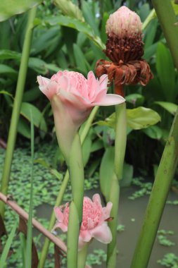 Etlingera elatior flower plant on farm for sell are cash crops. have anti-microbial, anti-oxidant, anti-tumor, anti-hyperglycemic, anti hyperuricemic, anti inflammatory, anti-larvae, skin whitening clipart