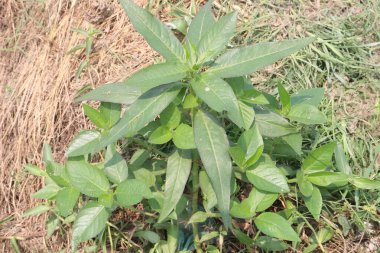 Euphorbia heterophylla flower, medicinal plant on forest. treat gonorrhea, wounds, diabetes, caries, dysentery, asthma, bronchitis, cancer, snake and scorpion bites, earache, toothache, diarrhea,warts clipart