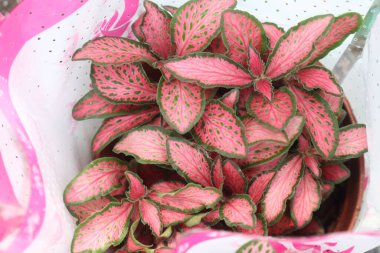 Fittonia plant on nursery for sell are cash crops. Otherwise known as the nerve plant or mosaic plant, it can air purifying of house, removing benzene, toluene, trichloroethylene from the air clipart