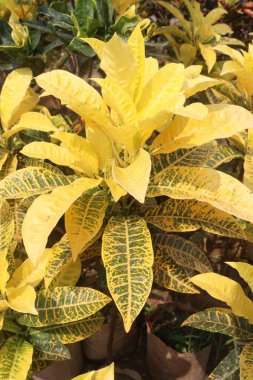 Garden croton plant on pot in farm for sell are cash crops. leaves and stem can treat with tea or pills of diabetes, high blood cholesterol levels, gastrointestinal disturbances clipart