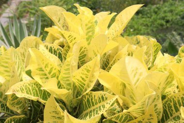 Garden croton plant on pot in farm for sell are cash crops. leaves and stem can treat with tea or pills of diabetes, high blood cholesterol levels, gastrointestinal disturbances clipart