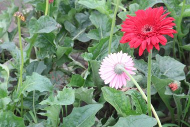 çiftlikteki gerbera çiçeği ekinleri nakit mahsulleridir.