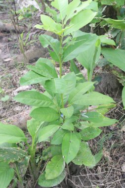 Glikozmis meyvesi, ormandaki tıbbi bitki. Geleneksel olarak anemi, romatizma, antenik, febrifüj ve vermifüj, sarılık ve karaciğer şikayetleri için kullanılır.