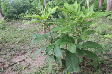 Glikozmis meyvesi, ormandaki tıbbi bitki. Geleneksel olarak anemi, romatizma, antenik, febrifüj ve vermifüj, sarılık ve karaciğer şikayetleri için kullanılır.