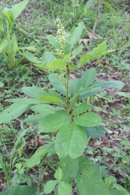 Glikozmis meyvesi, ormandaki tıbbi bitki. Geleneksel olarak anemi, romatizma, antenik, febrifüj ve vermifüj, sarılık ve karaciğer şikayetleri için kullanılır.