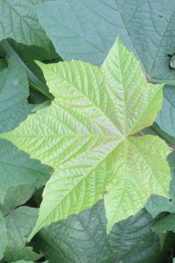 Bahçedeki Merremia Vitifolia süs bitkisi. kabile bölgelerinde humma, baş ağrısı, göz iltihabı, romatizma, dizanteri, sarılık ve idrar hastalıklarının tedavisi için kullanılır.