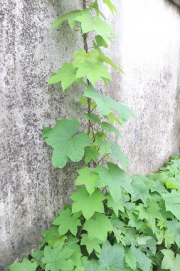 Bahçedeki Merremia Vitifolia süs bitkisi. kabile bölgelerinde humma, baş ağrısı, göz iltihabı, romatizma, dizanteri, sarılık ve idrar hastalıklarının tedavisi için kullanılır.