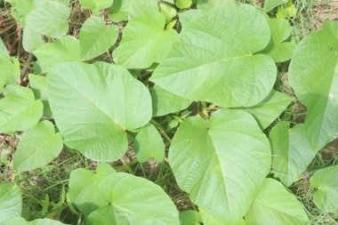 Operculina turpethum flower and medicinal plant on forest. treat vitiligo, cervical lymphadenitis, fistulas, constipation, chronic gout, fever, bronchitis, ulcers, hemorrhoids, tumors,obesity,jaundice clipart