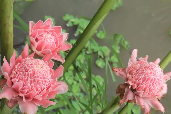 stock image Etlingera elatior flower plant on farm for sell are cash crops. have anti-microbial, anti-oxidant, anti-tumor, anti-hyperglycemic, anti hyperuricemic, anti inflammatory, anti-larvae, skin whitening