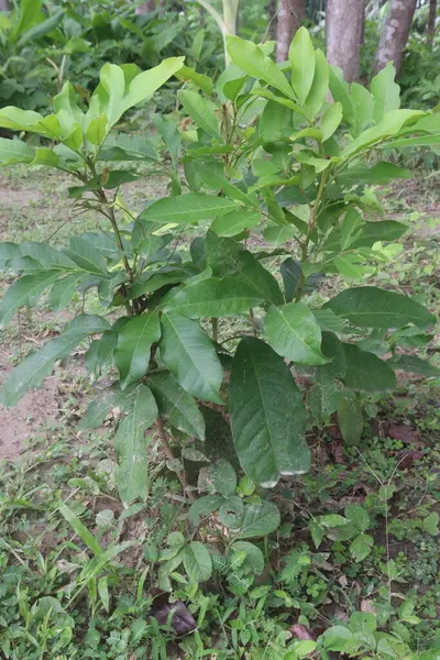 stock image Glycosmis fruit, medicinal plant on forest. traditionally used to treat anemia, rheumatism, as an anthelmintic, febrifuge and vermifuge, for jaundice, and liver complaints