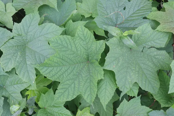 stock image Merremia vitifolia ornamental plant on garden. for used in the tribal areas to treat various ailments including fever, headache, eye inflammation, rheumatism, dysentery, jaundice and urinary diseases