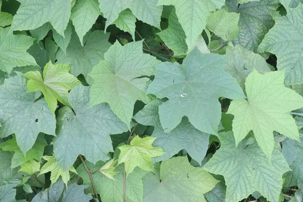 stock image Merremia vitifolia ornamental plant on garden. for used in the tribal areas to treat various ailments including fever, headache, eye inflammation, rheumatism, dysentery, jaundice and urinary diseases