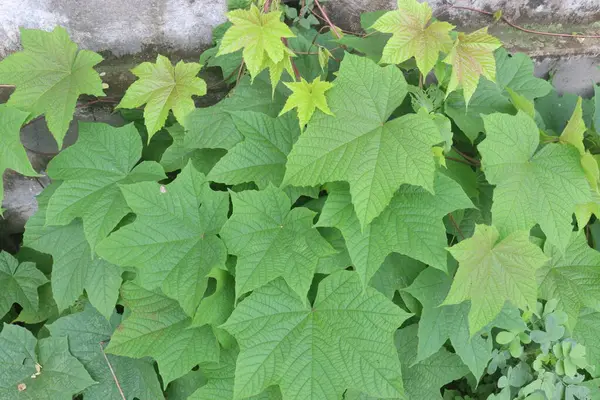 stock image Merremia vitifolia ornamental plant on garden. for used in the tribal areas to treat various ailments including fever, headache, eye inflammation, rheumatism, dysentery, jaundice and urinary diseases