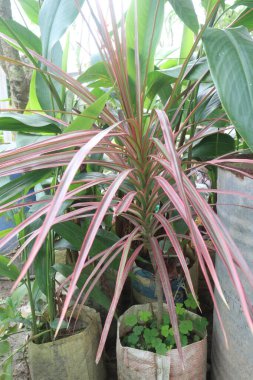 phormium jester plant on nursery for sell are cash crops. Useful for garden border, screens, rockeries, banks, patio pot, Mediterranean, formal, contemporary, dry style, coastal designs