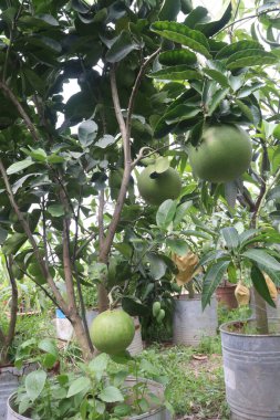Hasat için çiftlikteki ağaçta bulunan Pomelo 'lar nakit ürünleridir. Kilo kaybını arttırmak için yağ yakmaya yardımcı olabilir. Yüksek miktarda antioksidanlı C vitamini, anti-yaşlanma bağışıklığını arttırmaya yardımcı olur.
