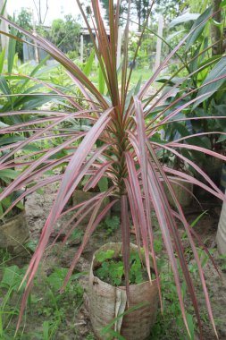 phormium jester plant on nursery for sell are cash crops. Useful for garden border, screens, rockeries, banks, patio pot, Mediterranean, formal, contemporary, dry style, coastal designs
