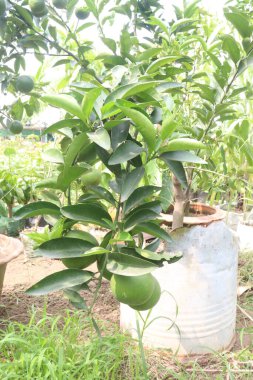 Hasat için çiftlikteki ağaçta bulunan Pomelo 'lar nakit ürünleridir. Kilo kaybını arttırmak için yağ yakmaya yardımcı olabilir. Yüksek miktarda antioksidanlı C vitamini, anti-yaşlanma bağışıklığını arttırmaya yardımcı olur.