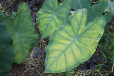 Taro bitkisi hasat için nakit ekin topluyor. Kök diyet liftir, karbonhidrattır, her ikisi de sindirim sisteminin işlevini ve kilo kaybını arttırır. C vitamini, B6 vitamini, E vitamini al.