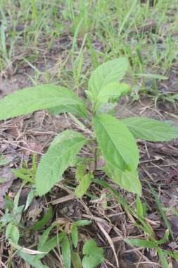 Vernonia Amygdalina medicinal plant on forest. treatment of diabetes, fever reduction, recently for a non-pharmaceutical solution to persistent fever, headache, and joints pain associated with AIDS clipart