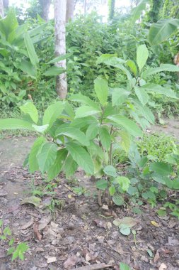 Vernonia Amygdalina ormandaki tıbbi bitki. Diyabet tedavisi, ateş azalması, son zamanlarda sürekli ateş, baş ağrısı ve eklem ağrılarına ilaçsız bir çözüm için AIDS 'le ilişkili.