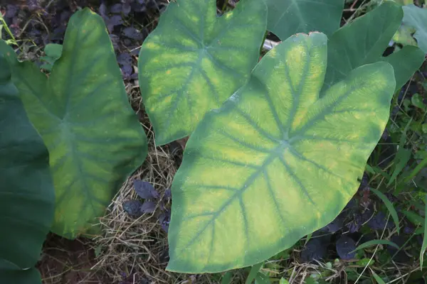 Taro bitkisi hasat için nakit ekin topluyor. Kök diyet liftir, karbonhidrattır, her ikisi de sindirim sisteminin işlevini ve kilo kaybını arttırır. C vitamini, B6 vitamini, E vitamini al.