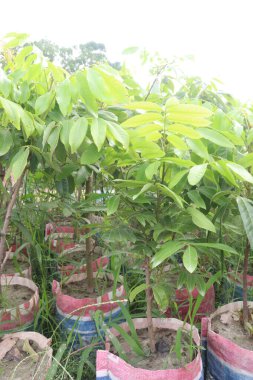 Çiftlikteki maun ağacının hasadı nakit mahsulüdür.