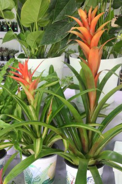 guzmania lingulata flower plant on nursery for sell are cash crops. can filtering out common household toxins, Formaldehyde, benzene, common indoor pollutants clipart