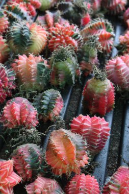 Gymnocalycium Variegated cactus plant on nursery for sell are cash crops. Its compact size, unique variegation make it an ideal choice for small containers, windowsills, or desktop gardens clipart