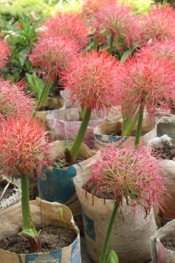 Çocuk odasındaki haemanthus bitkisi satılık nakit mahsulleri. Ampulü ateş, baş ağrısı gibi hastalıklara iyi gelir. Tedavi yeteneği mantar önleyici antibakteriyel özelliklere sahip alkaloidlerden kaynaklanıyor.