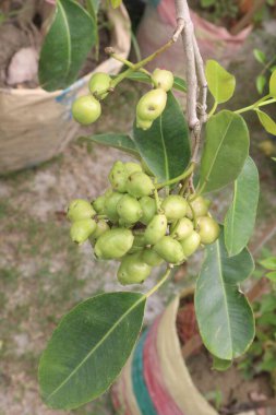 Syzygium jambos on plant in nursery for sell are cash crops. can control diabetes, reduce toxicity, boosts immune system. develop massive root systems, useful for stabilizing soils on river banks clipart