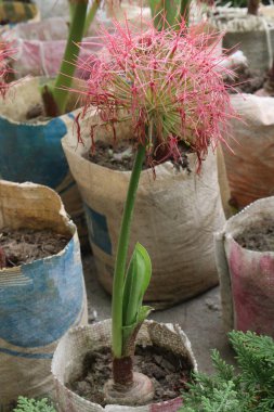 Haemanthus flower plant on nursery for sell are cash crops. its bulb to remedy for ailments like fever, headaches. Its medicinal prowess stems from alkaloids with antifungal, antibacterial properties clipart