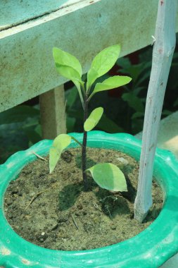 Hasat için çiftlikteki ağaçta Brinjal nakit mahsulüdür. Biyoaktif bileşenler, potasyum, fiber, karbonhidrat, vitamin B6 gibi temel bileşenleri nedeniyle kalbe kan dolaşımı yapabilir.