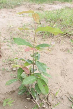 Ichnocarpus frutescens medicinal plant on forest. treat atrophy, convulsions, cough, delirium, dysentery, measles, splenomegaly, tuberculosis, tumor, diabetes as a lactogogue, antipyretic, demulcent clipart