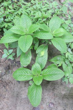 trichanthera gigantea flower plant on forest. is excellent forage for ruminant animals, rabbits. Farmers of Colombia treat humans and farm animals. The leaves are highly palatable and digestible clipart