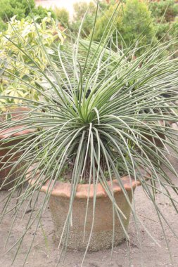 agave geminiflora leaf plant on nursery for sell are cash crops. Drought-tolerant and low-maintenance, ideal for eco-friendly gardens. Supports biodiversity by attracting pollinators clipart