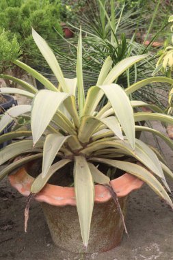 Agave desmetiana cv Joe Hoak plant on pot in nursery for sell are cash crops is a genus of monocots native to the hot and arid regions of the Americas and the Caribbean clipart